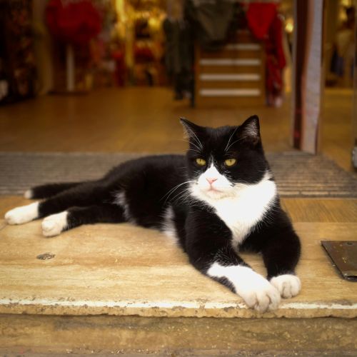 photo of Merry the cat