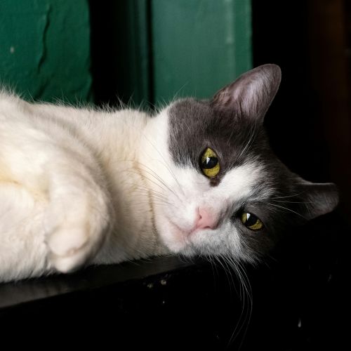 photo of Pippin the cat